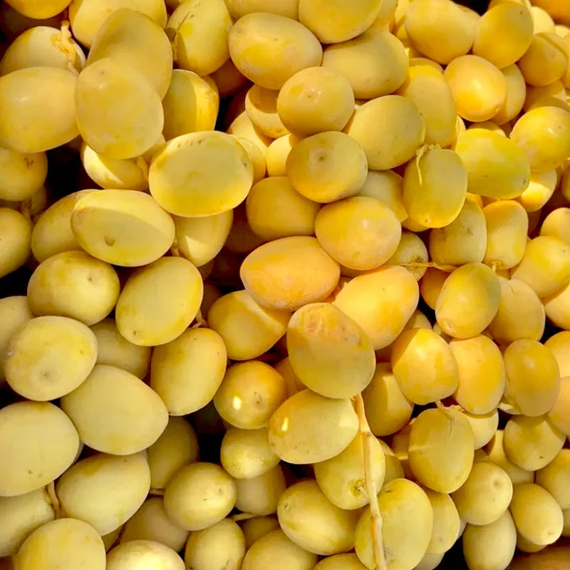 Barhi Dates